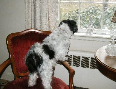Watchdog Katie