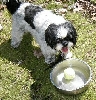 Spring officially arrived....tb in water dish