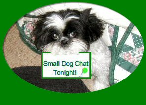 Small Dog Chat