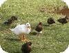 White goose