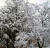 Winter wonderland