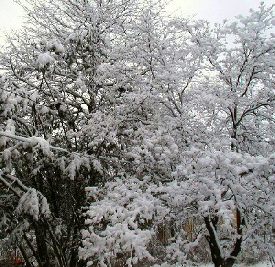 Winter wonderland