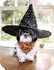 Witch Katie N