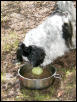 bowl dirty water and tennis ball