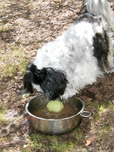 bowl dirty water and tennis ball