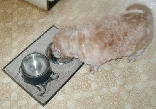 Benji helps himself to Katie's supper...