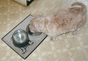Benji helps himself to Katie's supper...