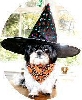 witchnsig