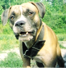 Bo
