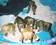 Honeys pups