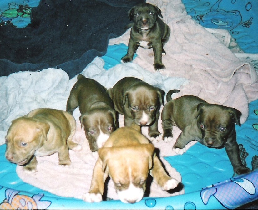 Honeys pups
