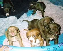 Honeys Pups