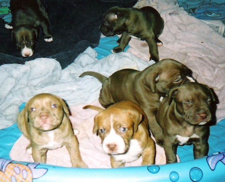 Honeys Pups