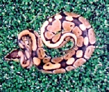 Kaa
