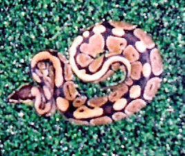 Kaa