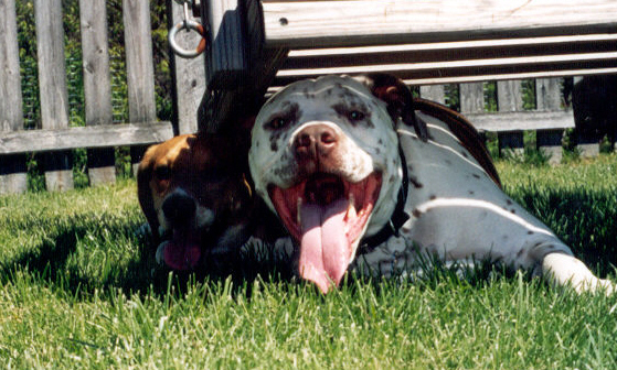 Sammy and his friend Tucker