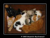 Pile of Kittens