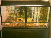 Snake setup