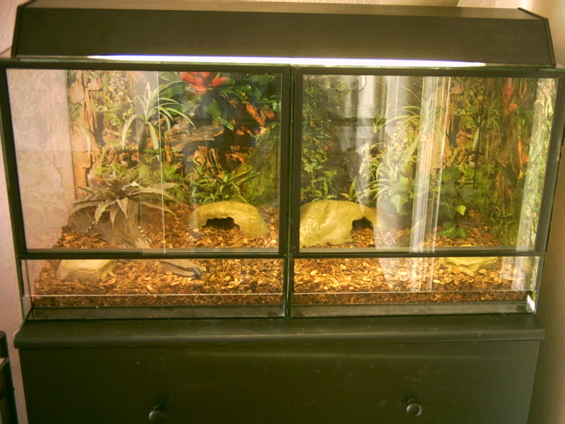 Snake setup