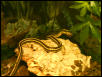 My Garter snake