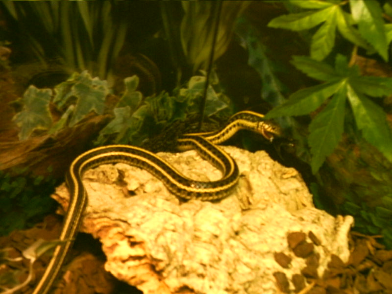My Garter snake
