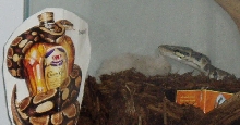 bp