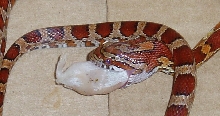 corn snake