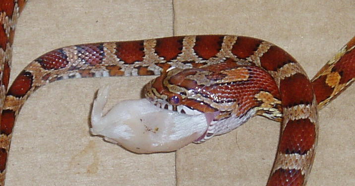 corn snake