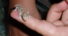 pictus(panther)gecko