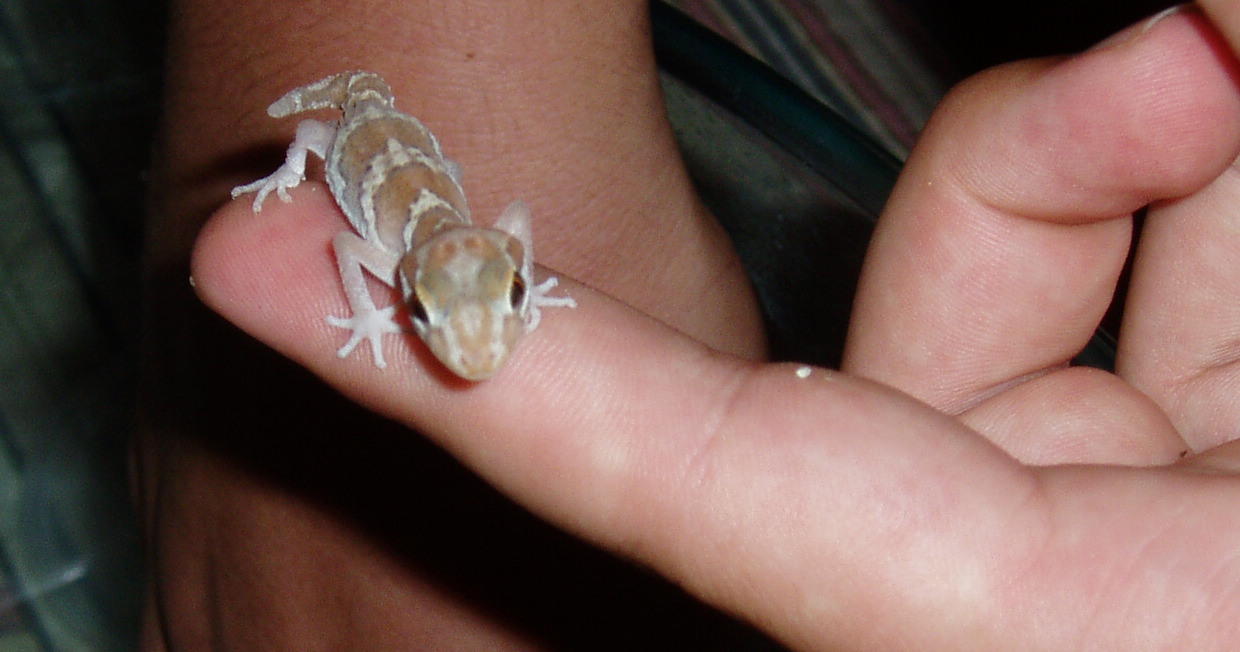 pictus(panther)gecko