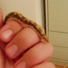 new kenyan