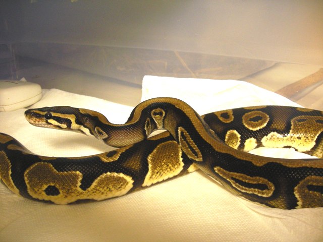 Ri ball