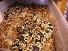 IMG1