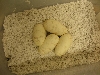 het pied 1