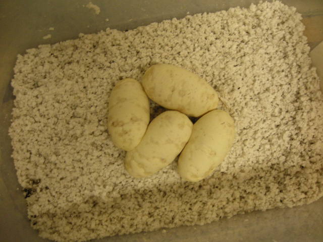 het pied 1
