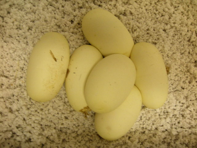het pied 2