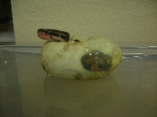 egg