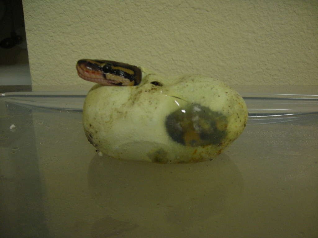 egg