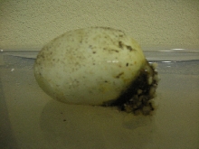 egg1