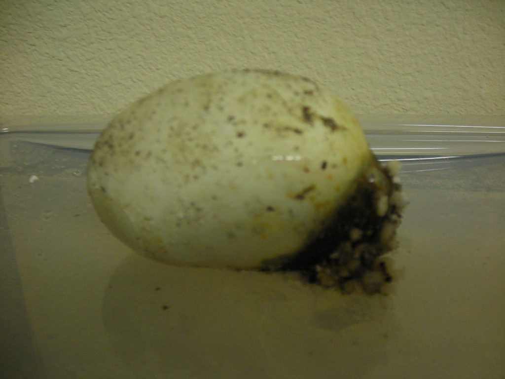 egg1