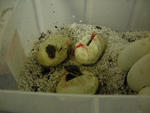 egg2