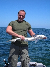 shark