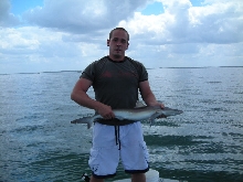 shark2