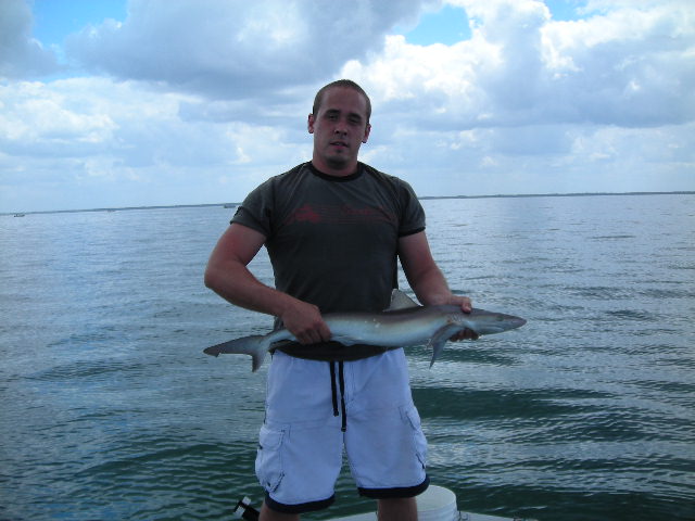 shark2