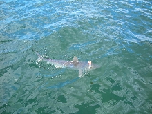 shark3