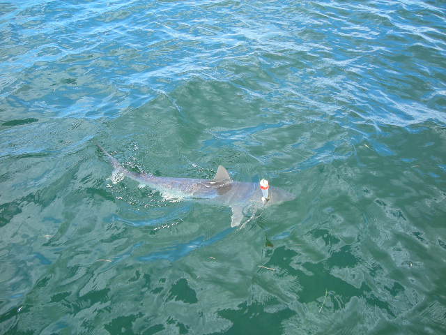 shark3