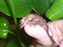 hatchling crested1