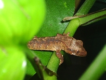 hatcling crested on pothos