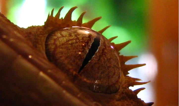 clay eye shot