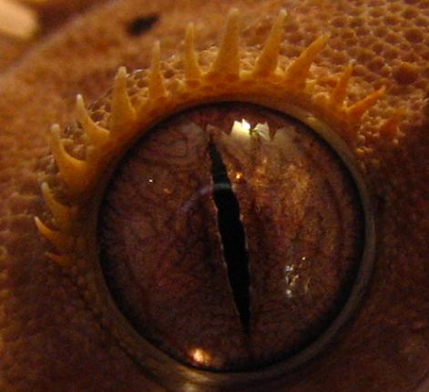 clay eye shot2